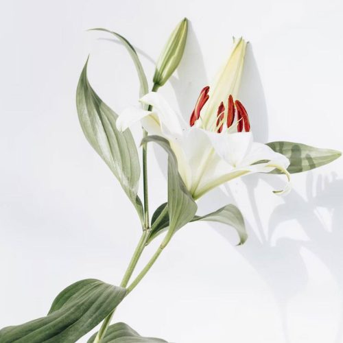 What Every Cat Owner Should Know About Lilies