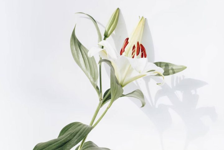 What Every Cat Owner Should Know About Lilies